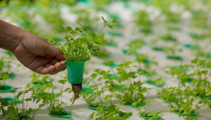 Curso De Sistemas Y Cultivos Hidropónicos